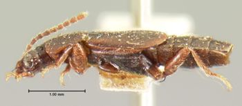 Media type: image;   Entomology 6590 Aspect: habitus lateral view